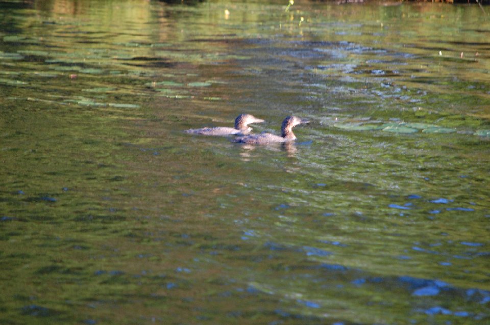 SUMMER (106)